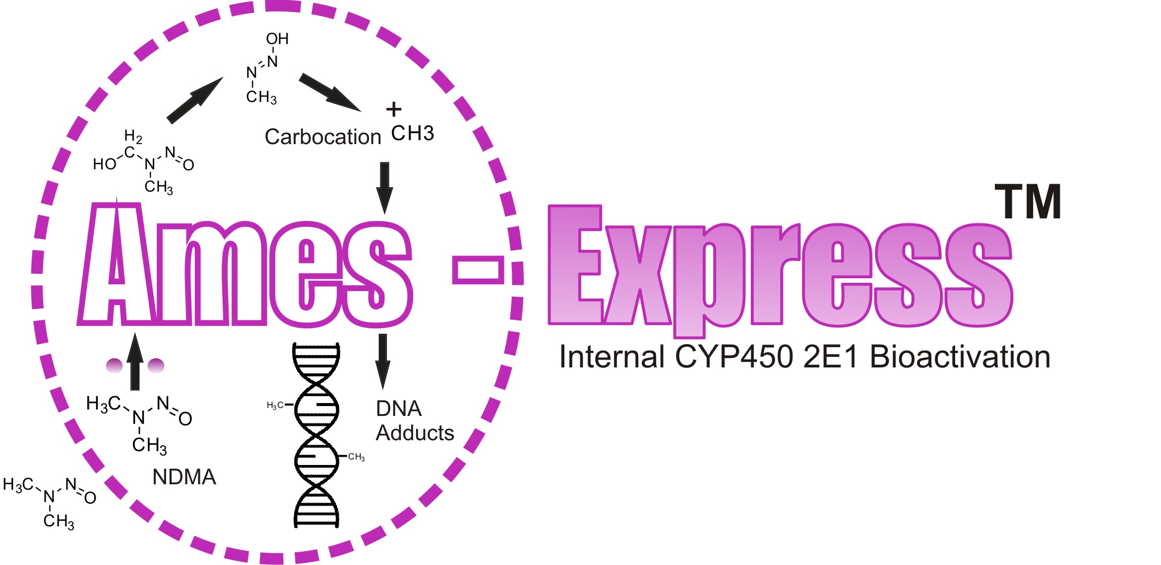Human P450 Ames Test